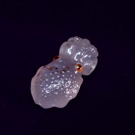 SQUID