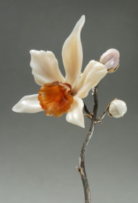 Orchid.